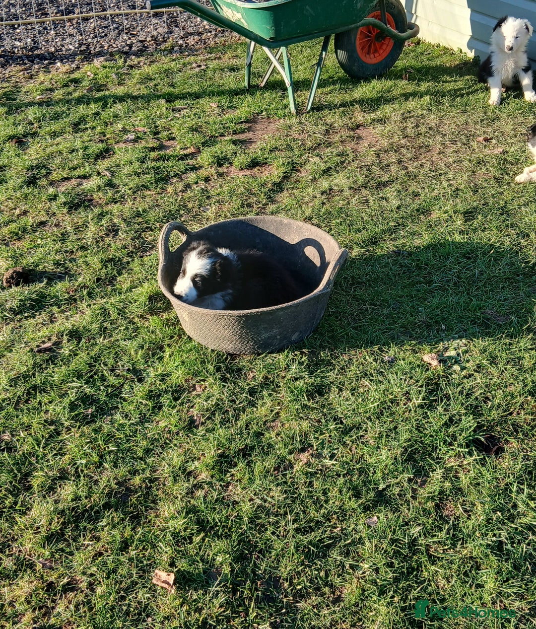 Border Collie dogs for sale: Long coated traditional border collie pups - Advert 3