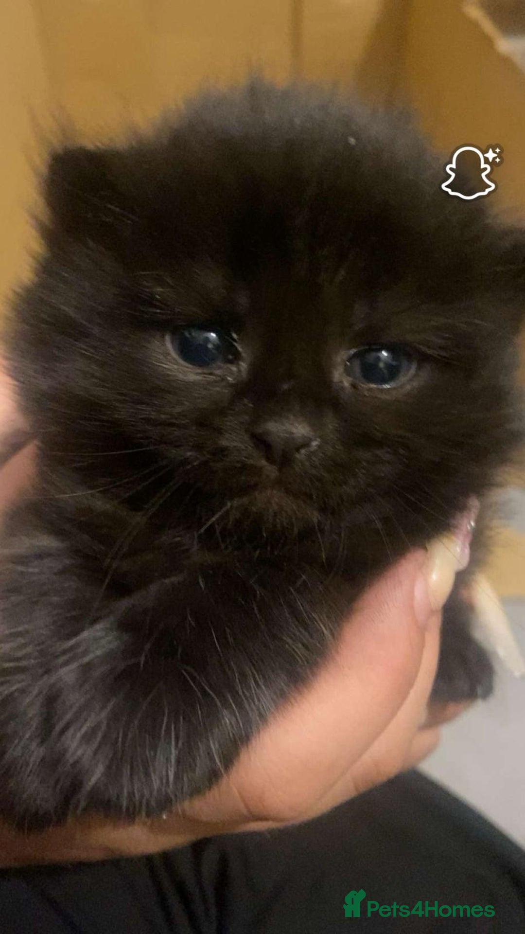 Mixed Breed cats for sale: Ginger Male ONE LEFT - Image 2