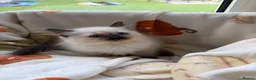 Ragdoll cats for sale: ✨ Beautiful GCCF Ragdoll Kittens from Serenity✨ - Advert 27