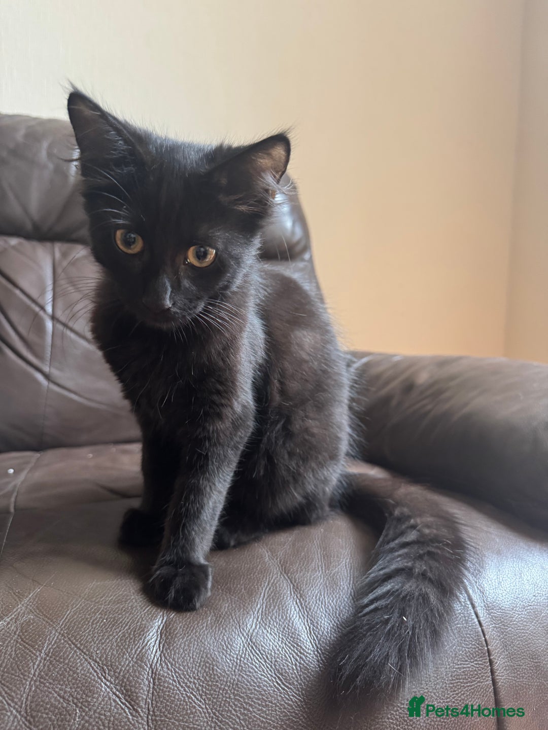 Mixed Breed cats for sale: Tuxedo/tabby mix bread cat - Image 17