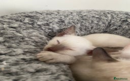 Siamese cats for sale: 🤩🐱Beautiful Siamese kittens for sale🐱⚡️ - Image 17