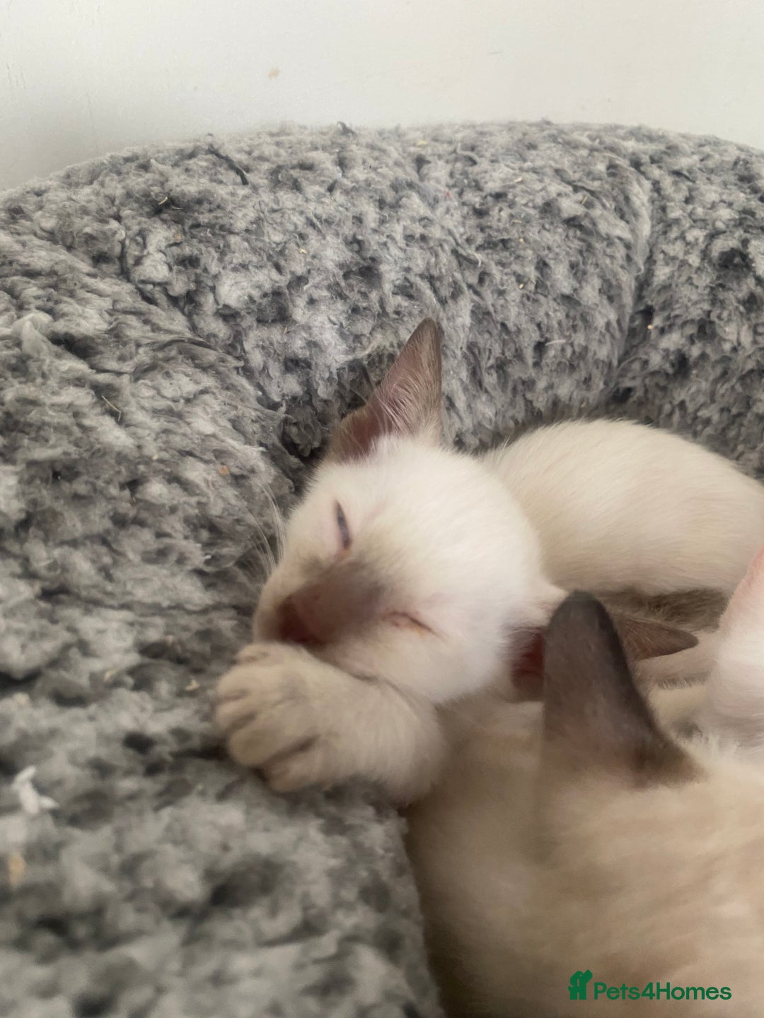 Siamese cats for sale: 🤩🐱Beautiful Siamese kittens for sale🐱⚡️ - Image 17