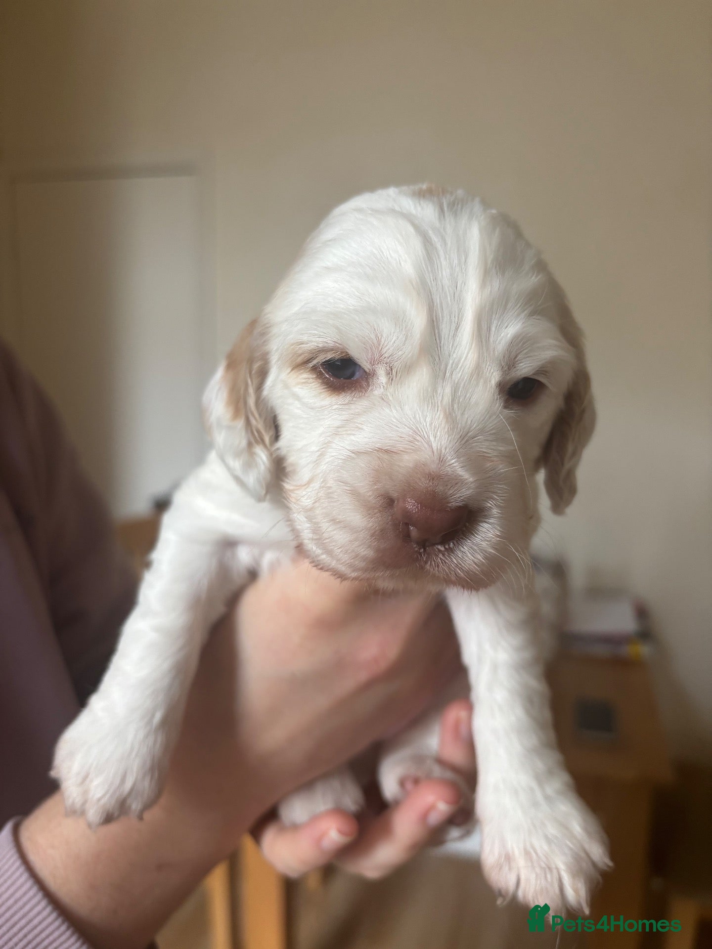 Sprocker dogs 6  beautiful sprocker cross puppy’s for sale - Advert 5