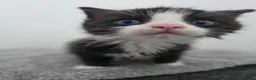 Ragdoll cats for sale: Black & White Ragdoll Kitten - Advert 8