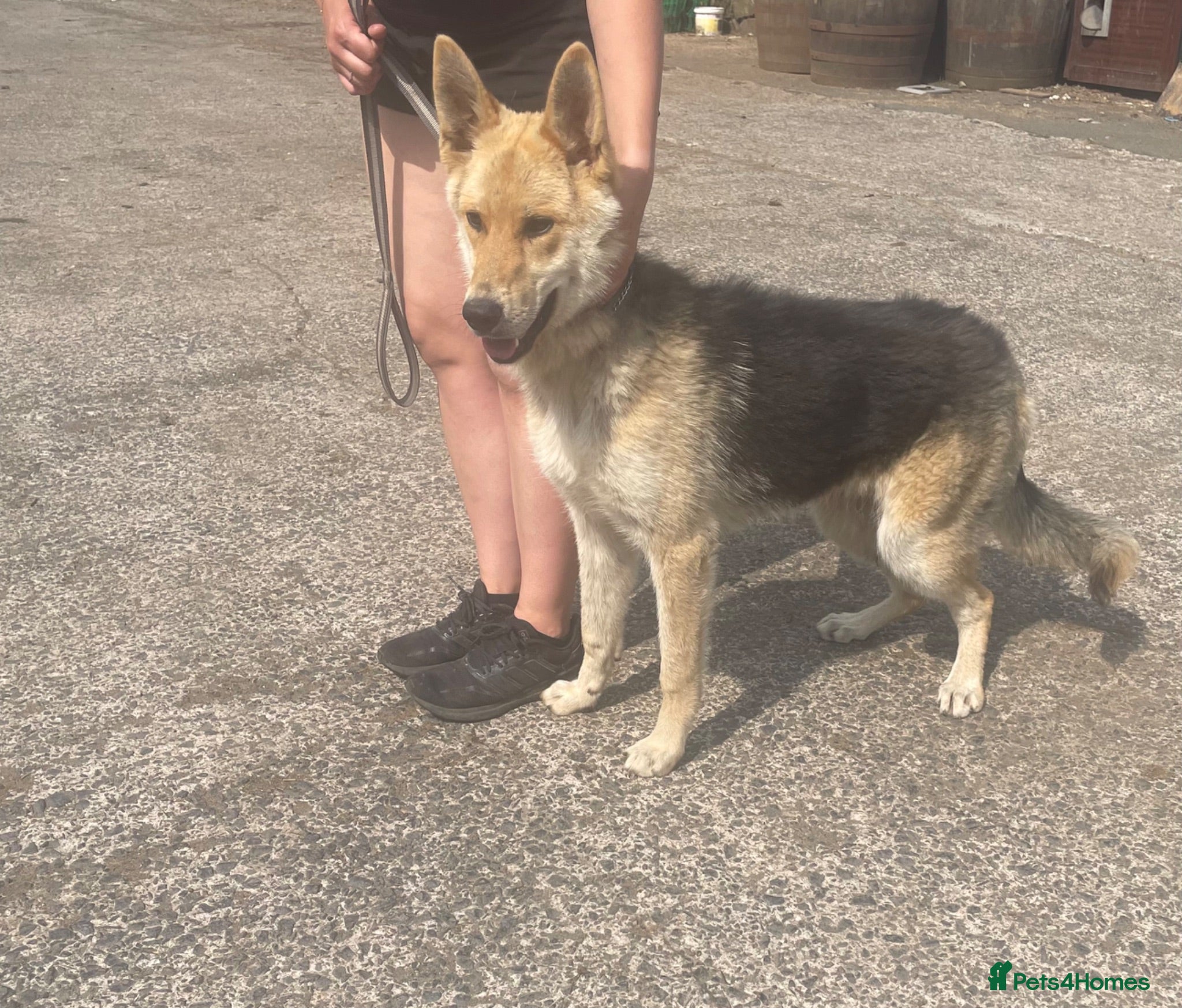 German Shepherd dogs 2 gorgeous boys looking for new home - Advert 18