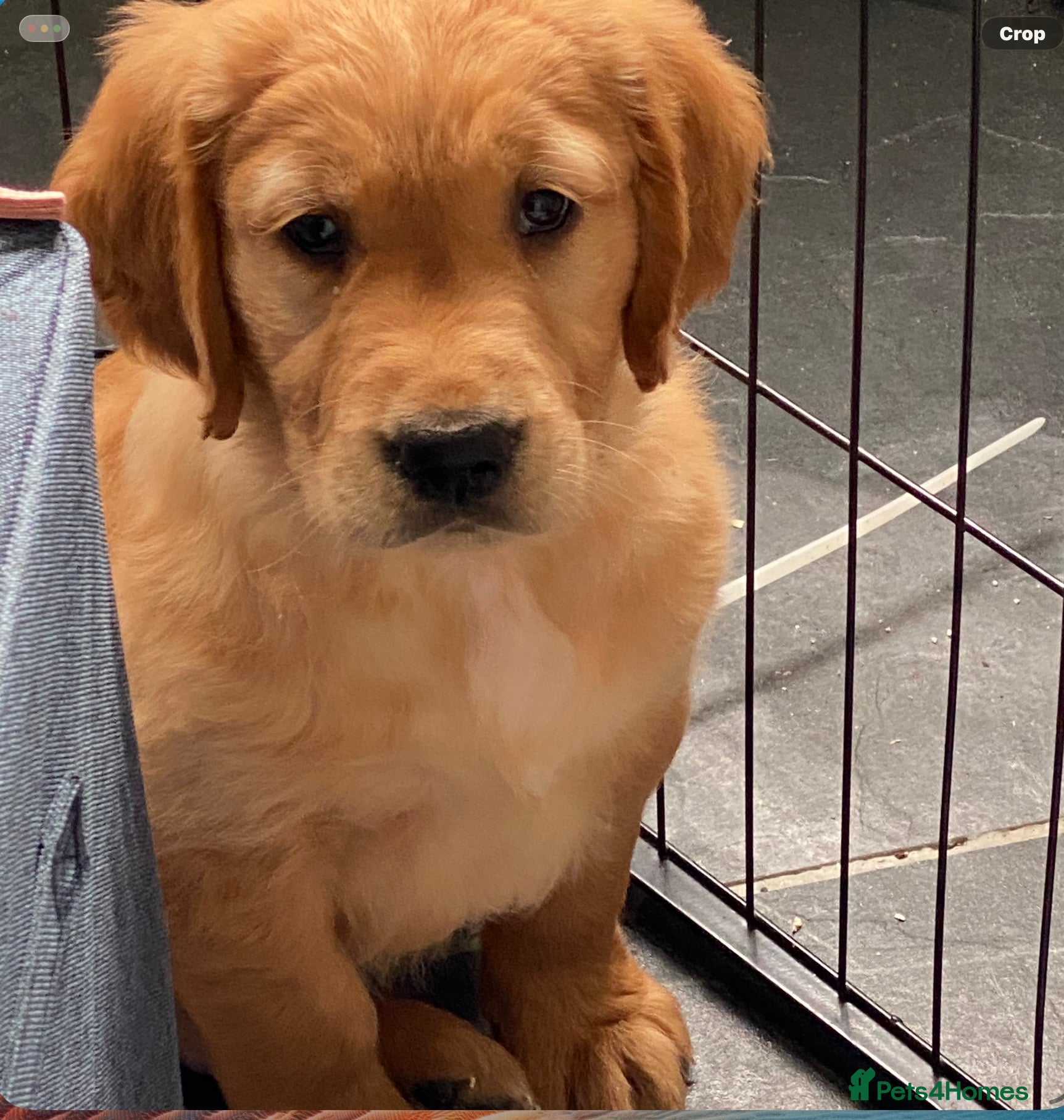 Golden Retriever dogs Working Line KC reg golden retriever puppies  - Advert 5