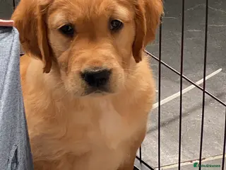 Golden Retriever dogs Working Line KC reg golden retriever puppies - Advert 5