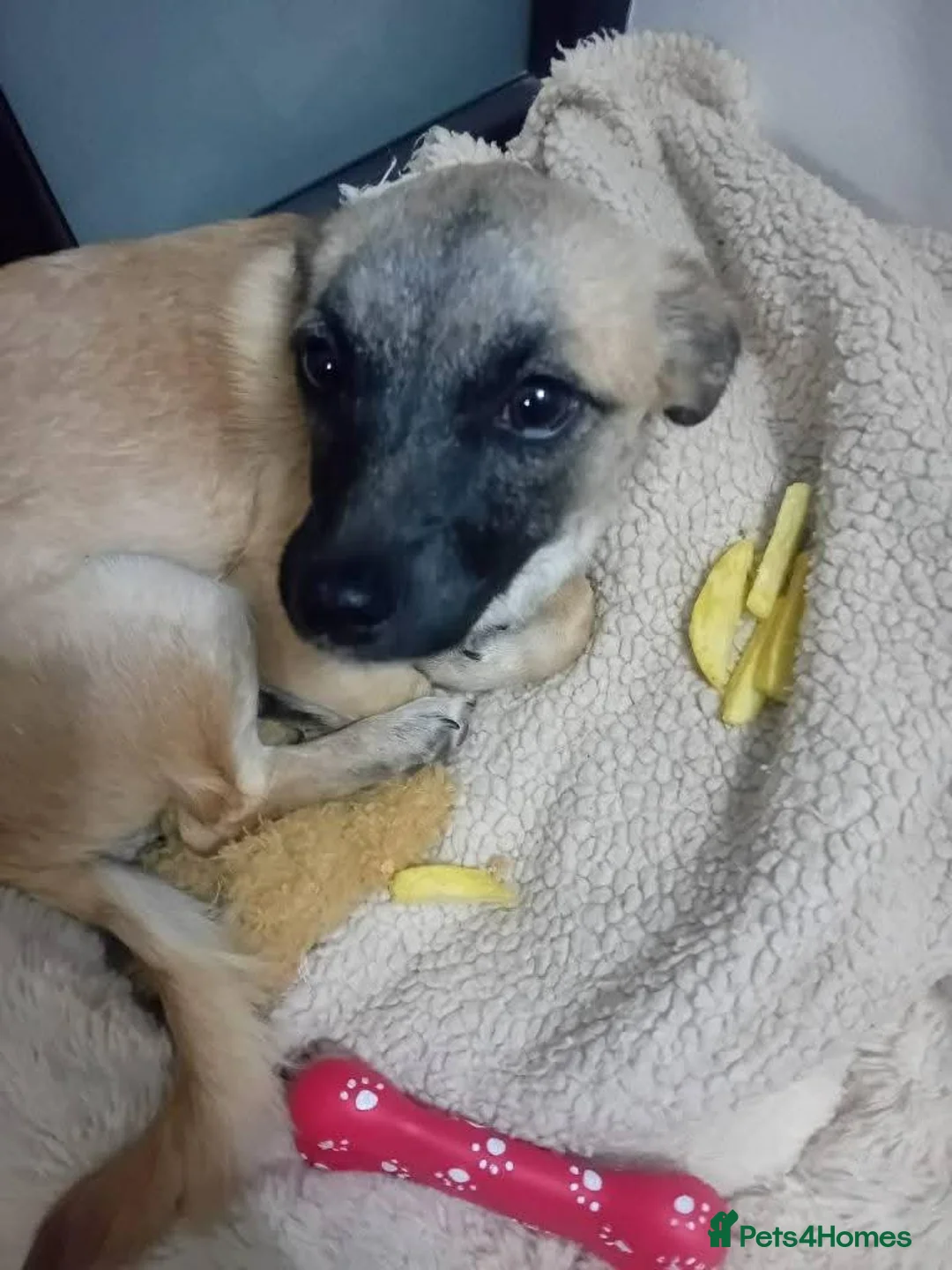 Mixed Breed dogs for adoption: Meet Foxy, currently residing in Barnsley  - Advert 11