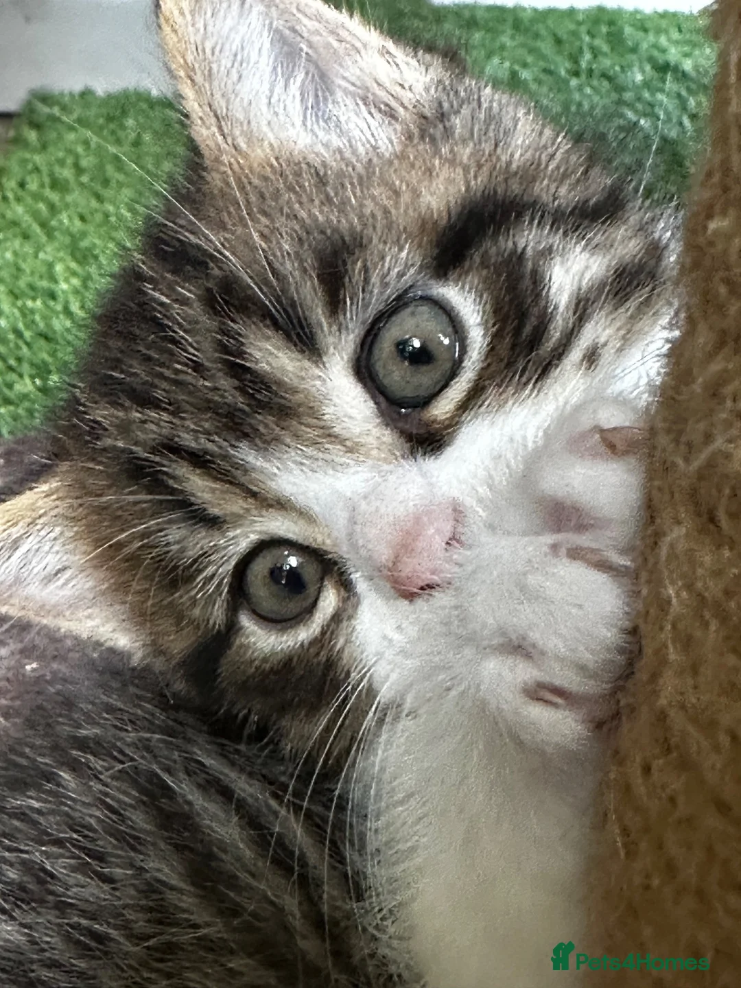 Mixed Breed cats for sale: Absolutely gorgeous BSH x bengal cross kittens - Advert 2