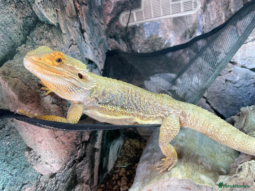 Bearded Dragon reptiles for sale: Beautiful bearded dragon for sale  - Advert 2