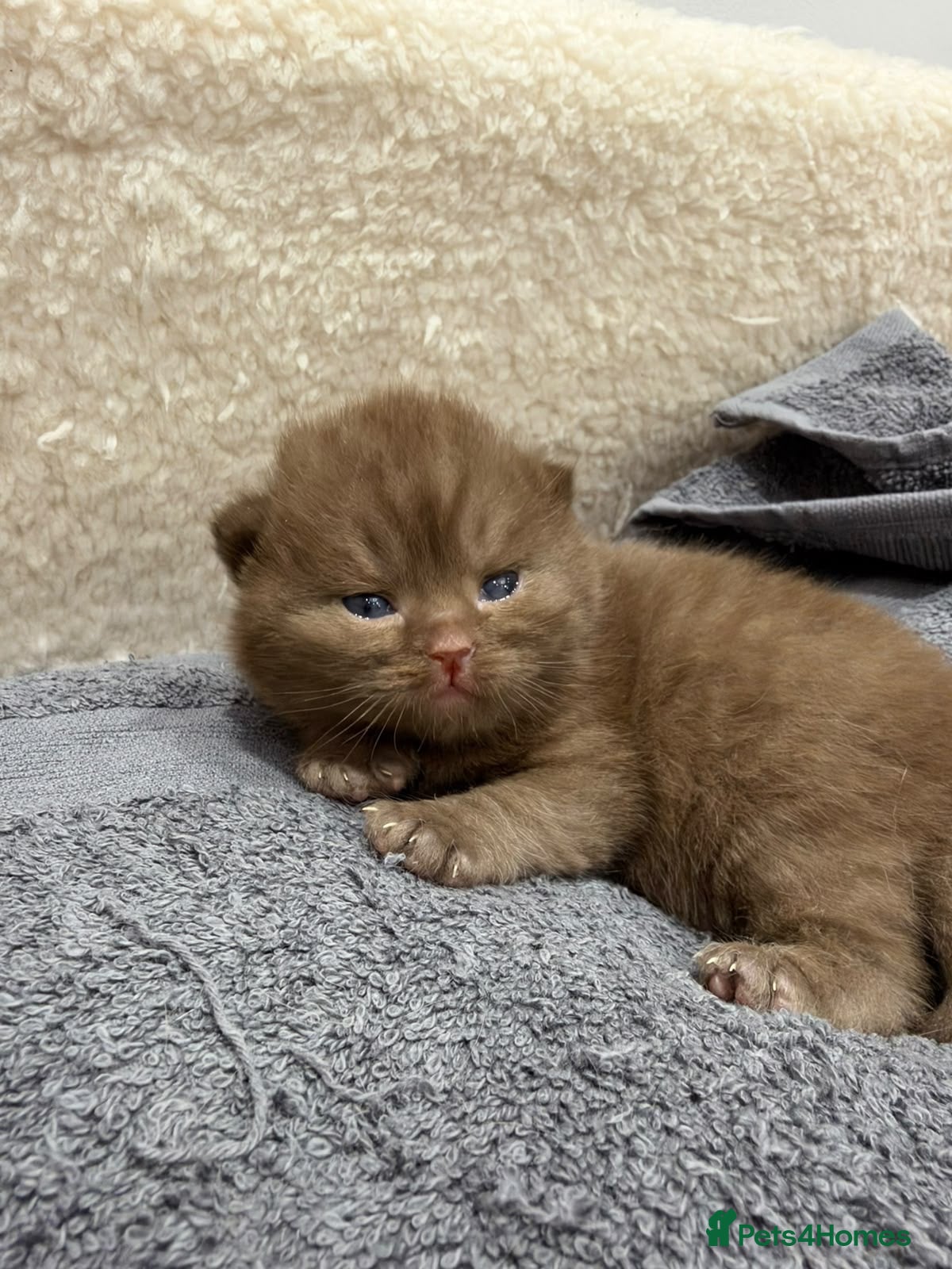 British Shorthair cats Active 🐾 Cinnamon BSH Kittens – 2 Girls & 1 Boy  - Advert 2