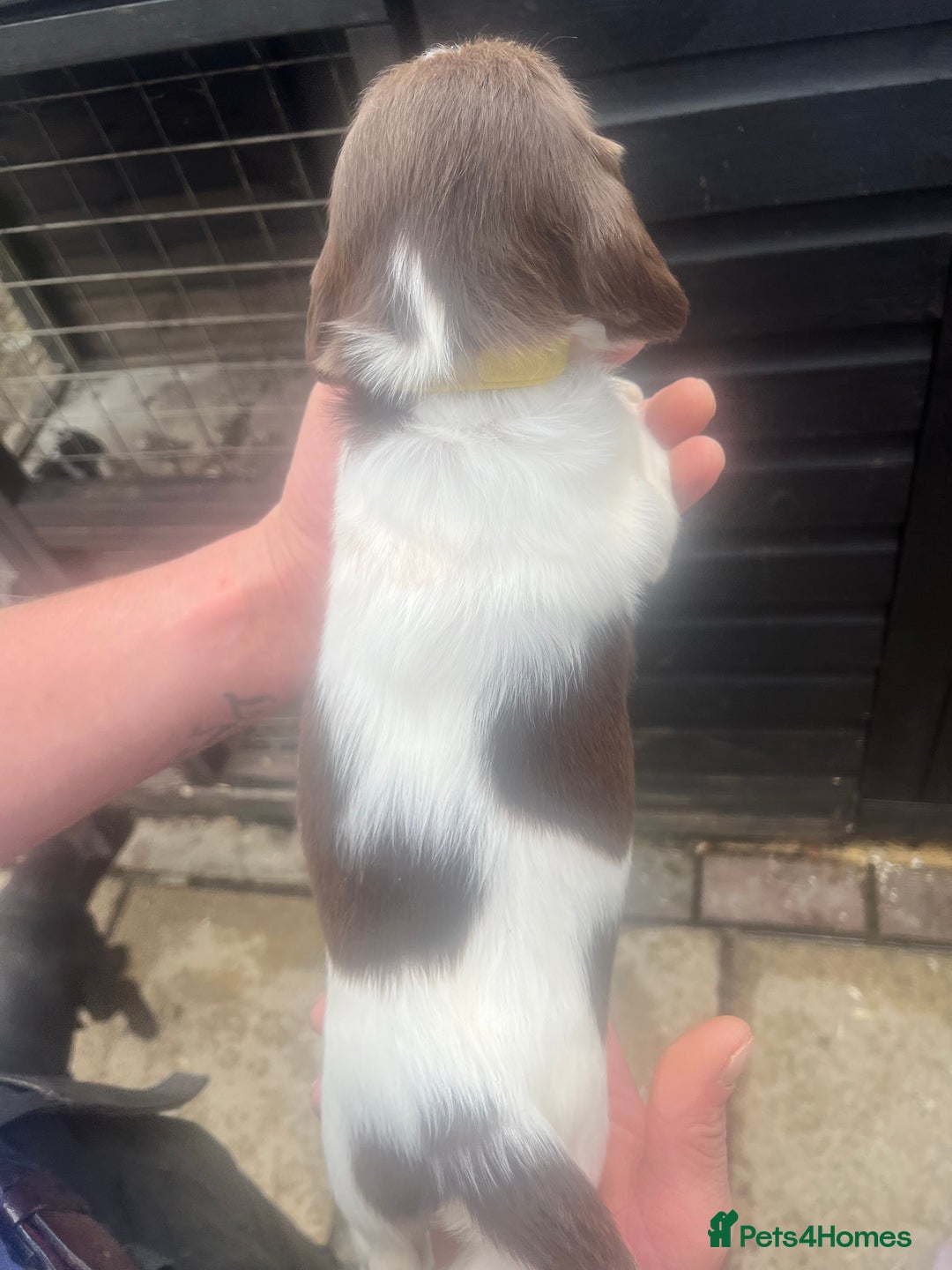 English Springer Spaniel dogs for sale: Kc registered English springer spaniel  - Image 6