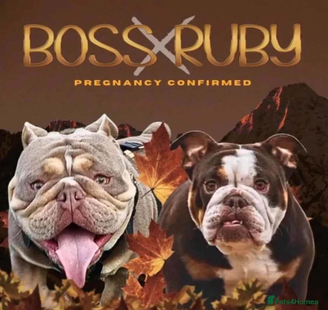 English Bulldog dogs for sale: Top tier kc British bulldog  - Advert 2
