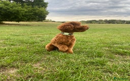 Cockapoo dogs for stud: Stunning F1b Cockapoo Stud – Friendly & Loving - Image 3