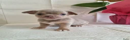Chihuahua dogs for sale: Chihuahuas in Barnsley - Advert 2