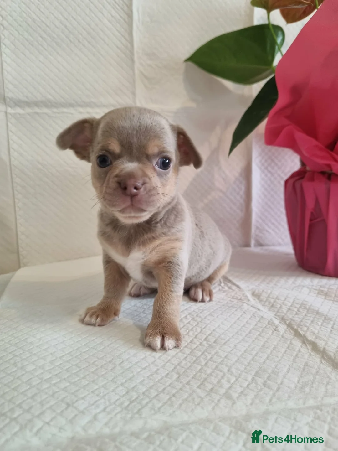 Chihuahua dogs for sale: Chihuahuas in Barnsley - Advert 2