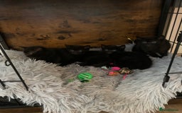 Russian Blue cats for sale: Beautiful Russian Blue x kittens READY NOW - Image 3
