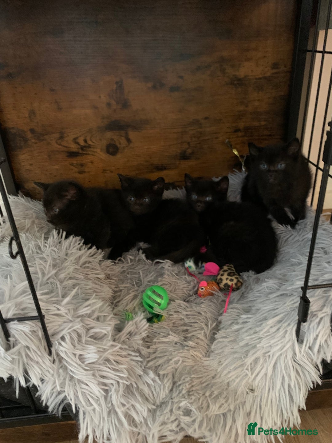 Russian Blue cats for sale: Beautiful Russian Blue x kittens READY NOW - Image 3