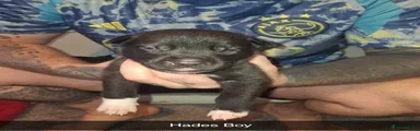 Hades