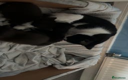 Domestic Shorthair cats for sale: 3 gorgeous kittens 6 weeks old atm - Image 4