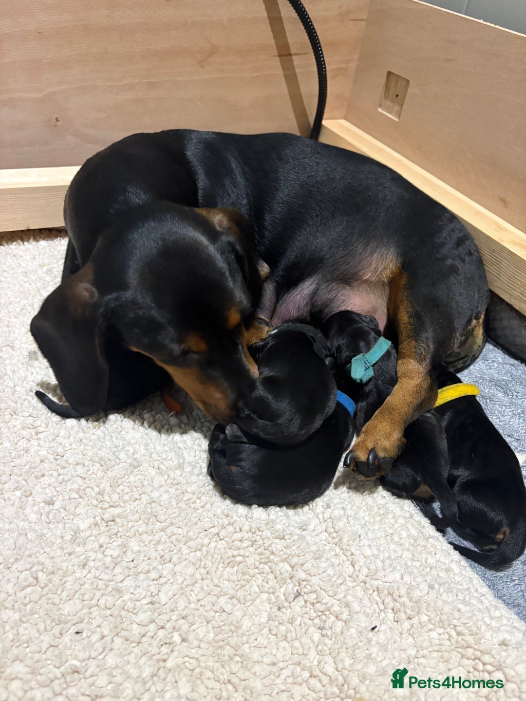 Dachshund dogs for sale: Dachshund puppies - Advert 7