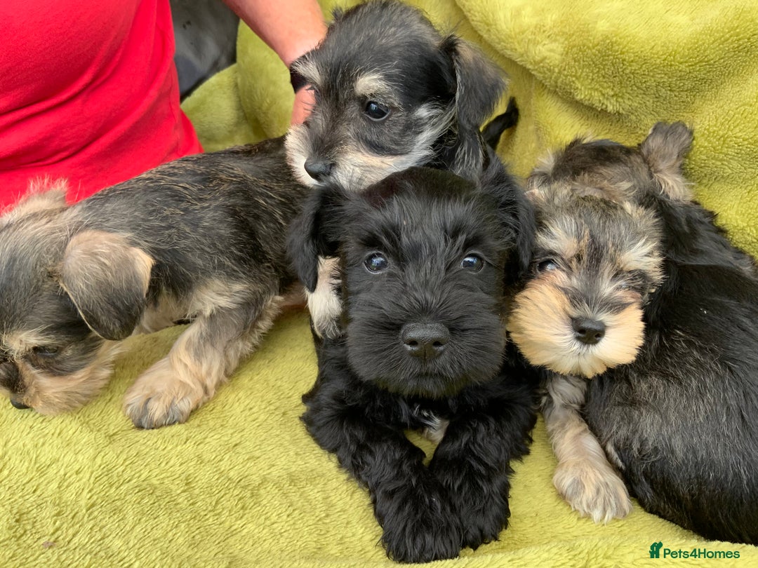Miniature Schnauzer dogs for sale: Happy healthy miniature Schauzer puppies - Image 35
