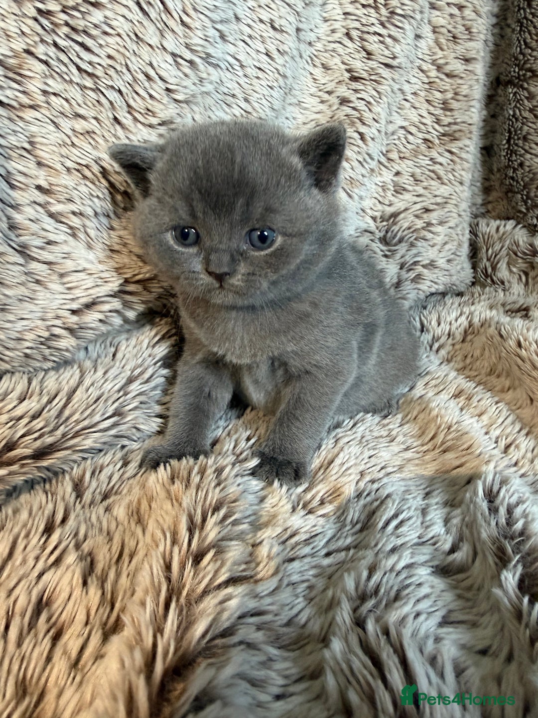 British Shorthair cats for sale: Beautiful GCCF British Shorthair Kittens - Advert 2