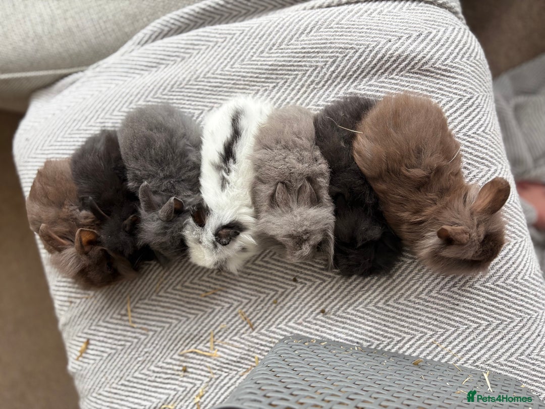 Mini Lion Lop rabbits for sale: Cuteness overload!! Mini lion head bunnies  - Image 8