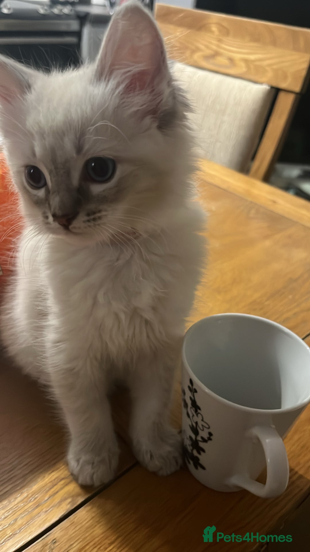 Ragdoll cats for sale: One female Ragdoll left  in Cambridge - Image 6