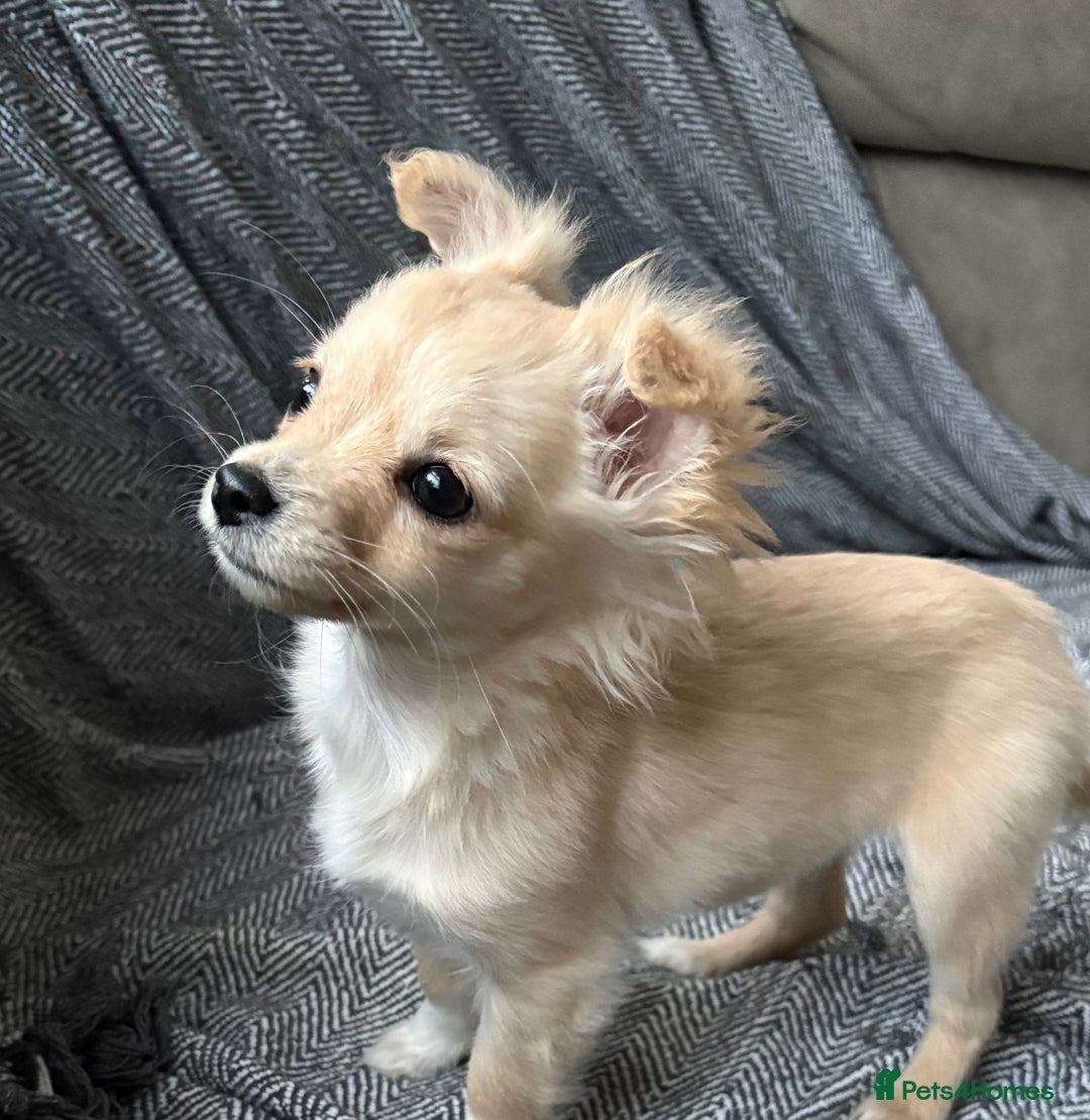 Chihuahua dogs for sale: Two beautiful fluffy chi girls  - Advert 5