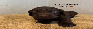 Cockapoo 2