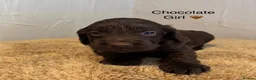 Cockapoo dogs for sale: Beautiful F1 Cockapoo Puppies - Advert 4