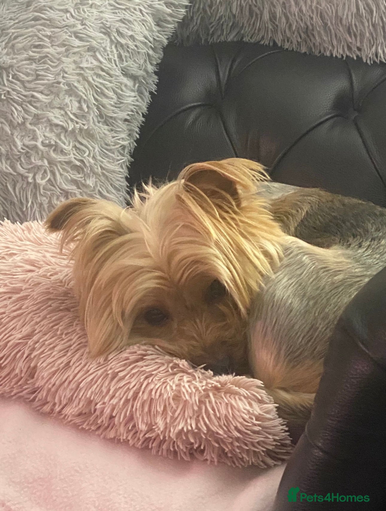 Yorkshire Terrier dogs for sale: Yorkshire Terrier Puppies  - Advert 5