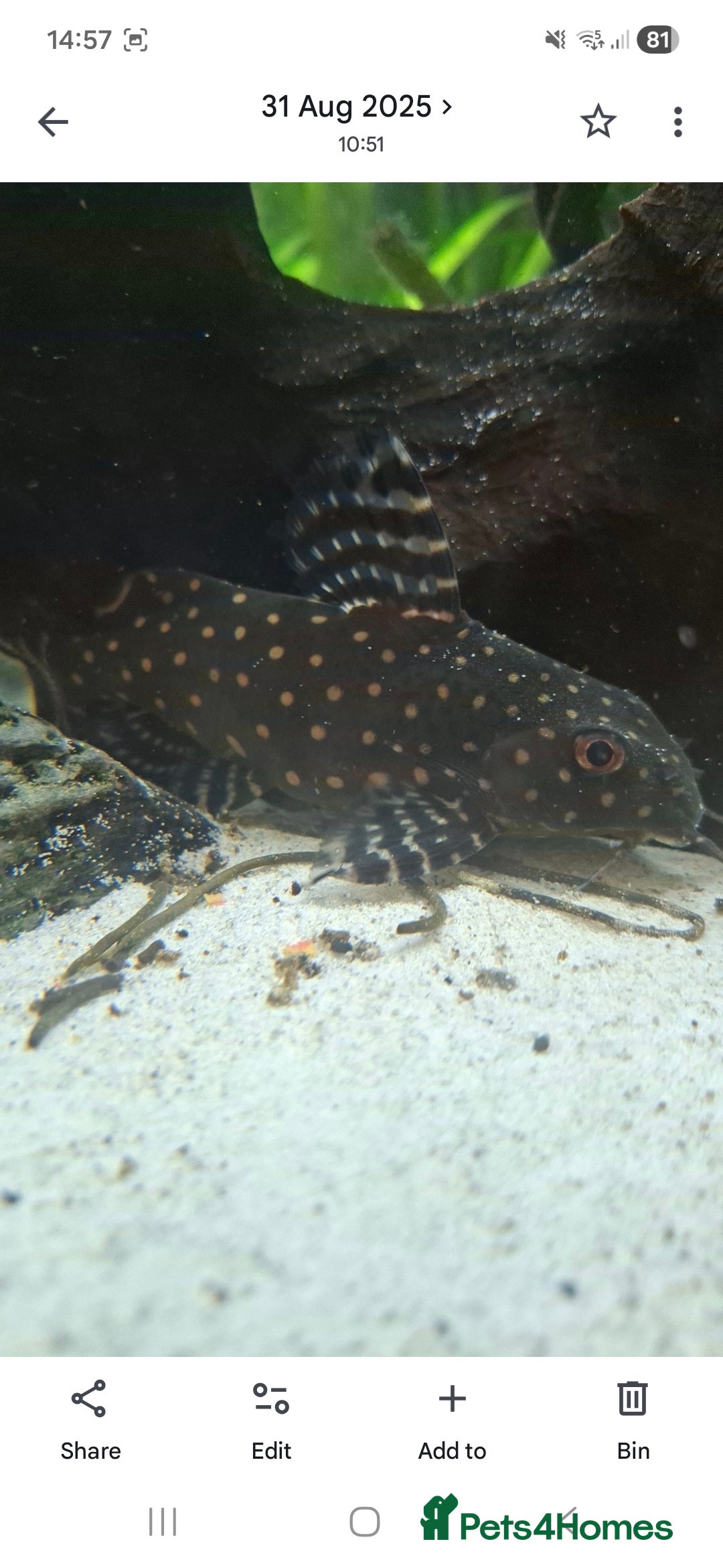 Catfish fish for sale: Catfish  - Advert 4