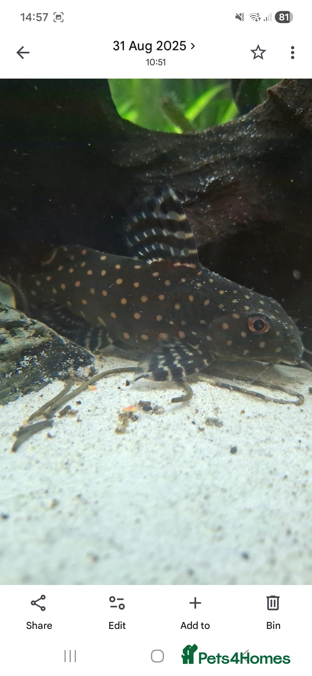 Catfish fish for sale: Catfish  - Advert 4