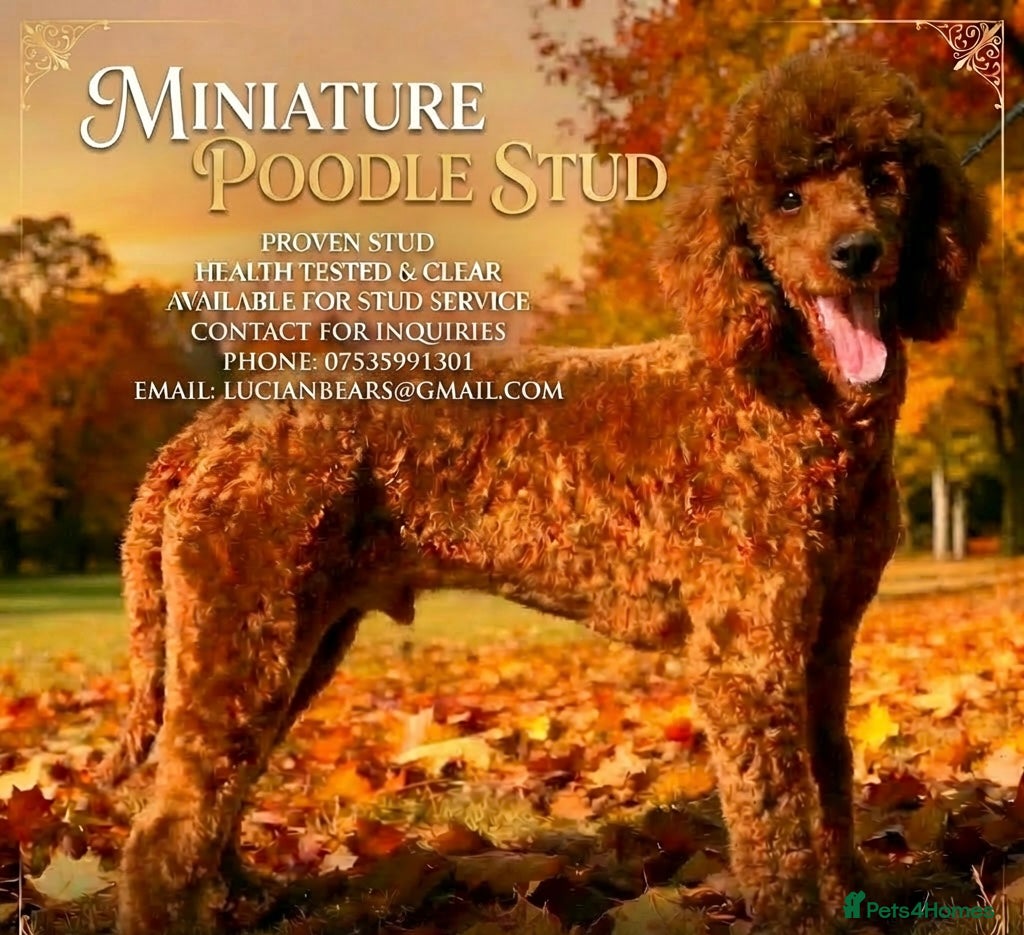 Miniature Poodle dogs Health tested red kc miniature poodle stud  - Advert 9