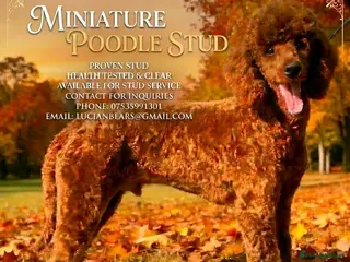 Miniature Poodle dogs Health tested red kc miniature poodle stud - Advert 9