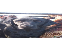 Labrador Retriever dogs for sale: Stunning litter of 8 pedigree Labrador Puppies - Image 11
