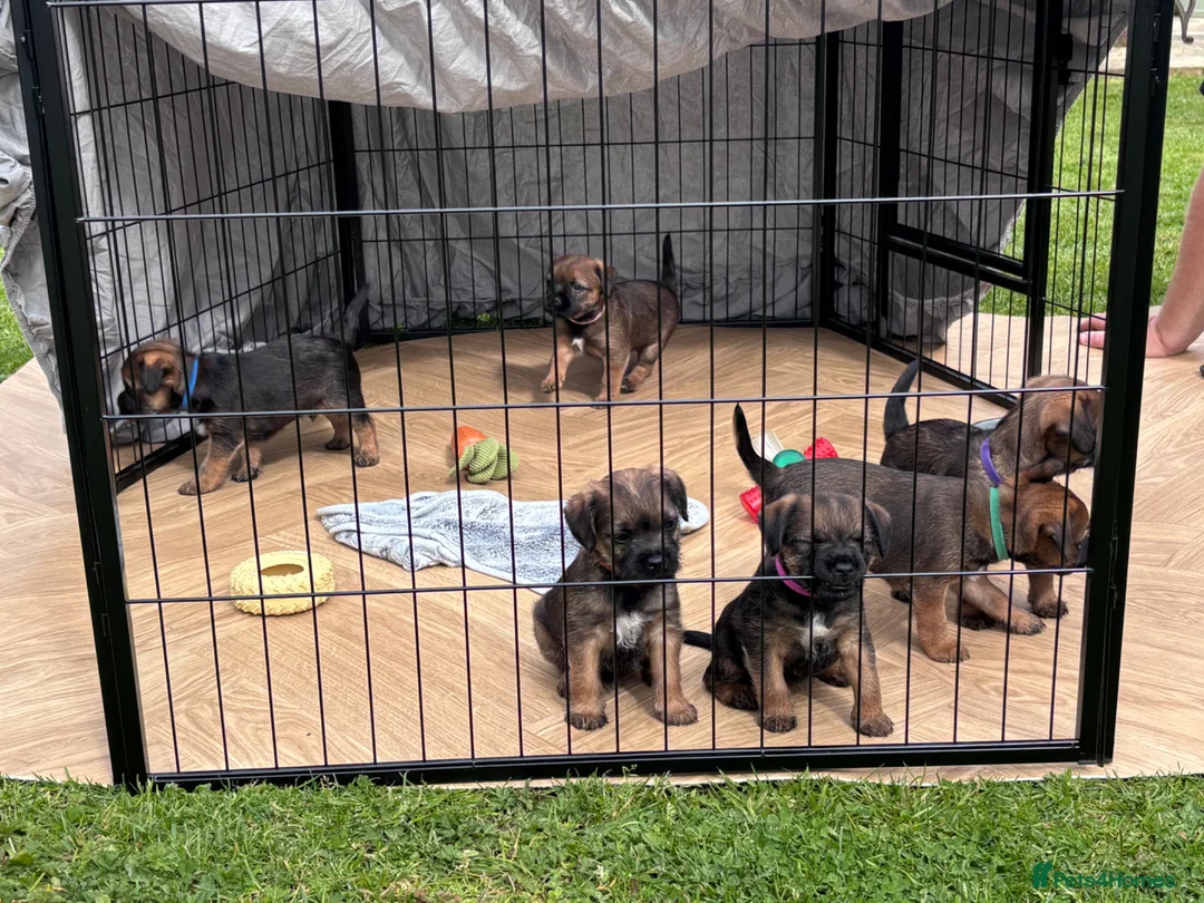Border Terrier dogs for sale: Adorable Border Terrier Puppies  in Sherborne - Advert 1