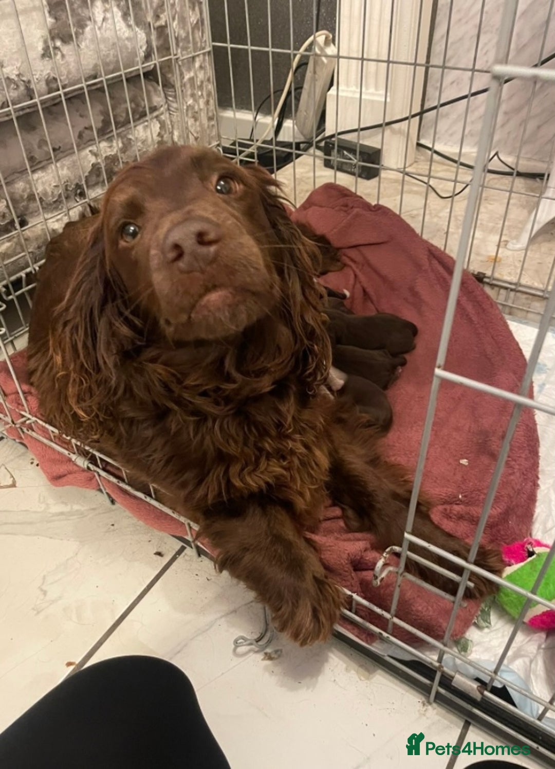 Sprocker dogs for sale: Stunning sprocker puppies  - Advert 6