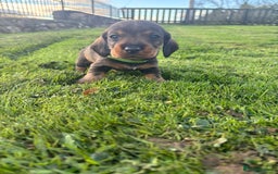 Dachshund dogs for sale: WHD - Wirehaired Dachshund (Teckle) Pups - Image 31