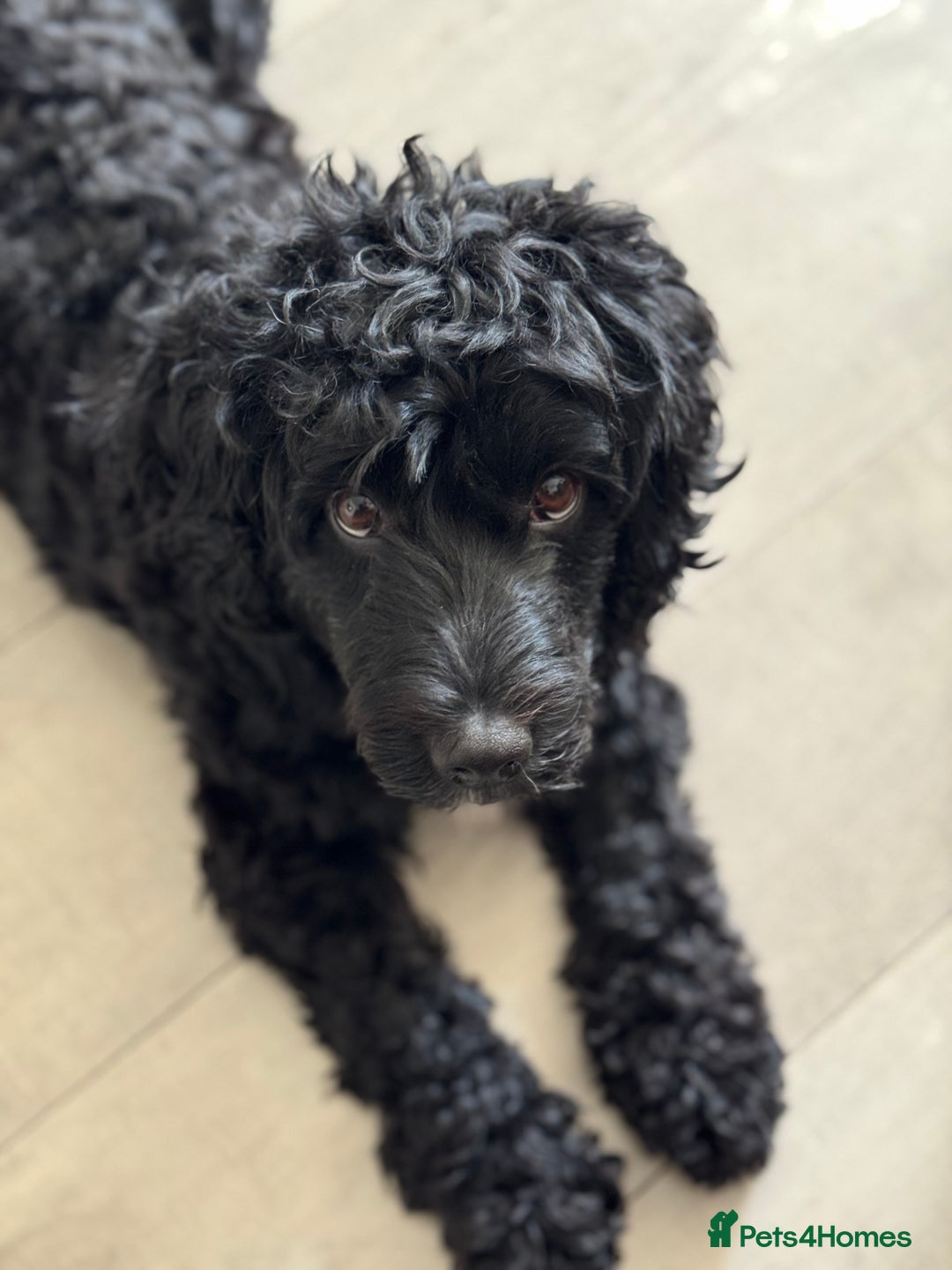 Cockapoo dogs for sale: F2 cockapoo puppies  - Advert 2