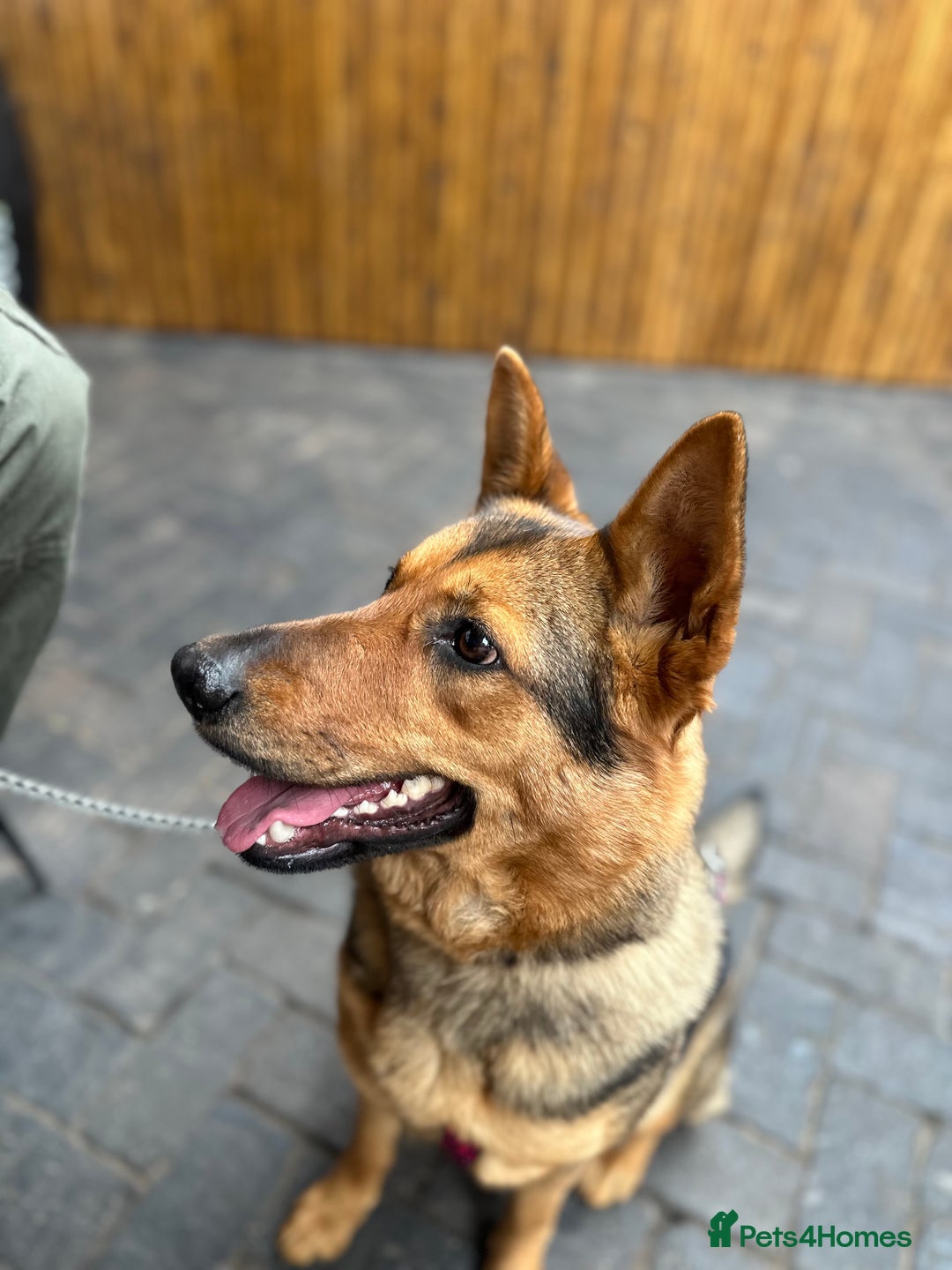 Mixed Breed dogs for sale: 2 year old mixed German Shepard  - Advert 8