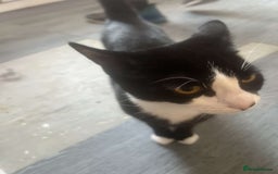 British Longhair cats for sale: 4 8 month old kittens/cats - Image 2