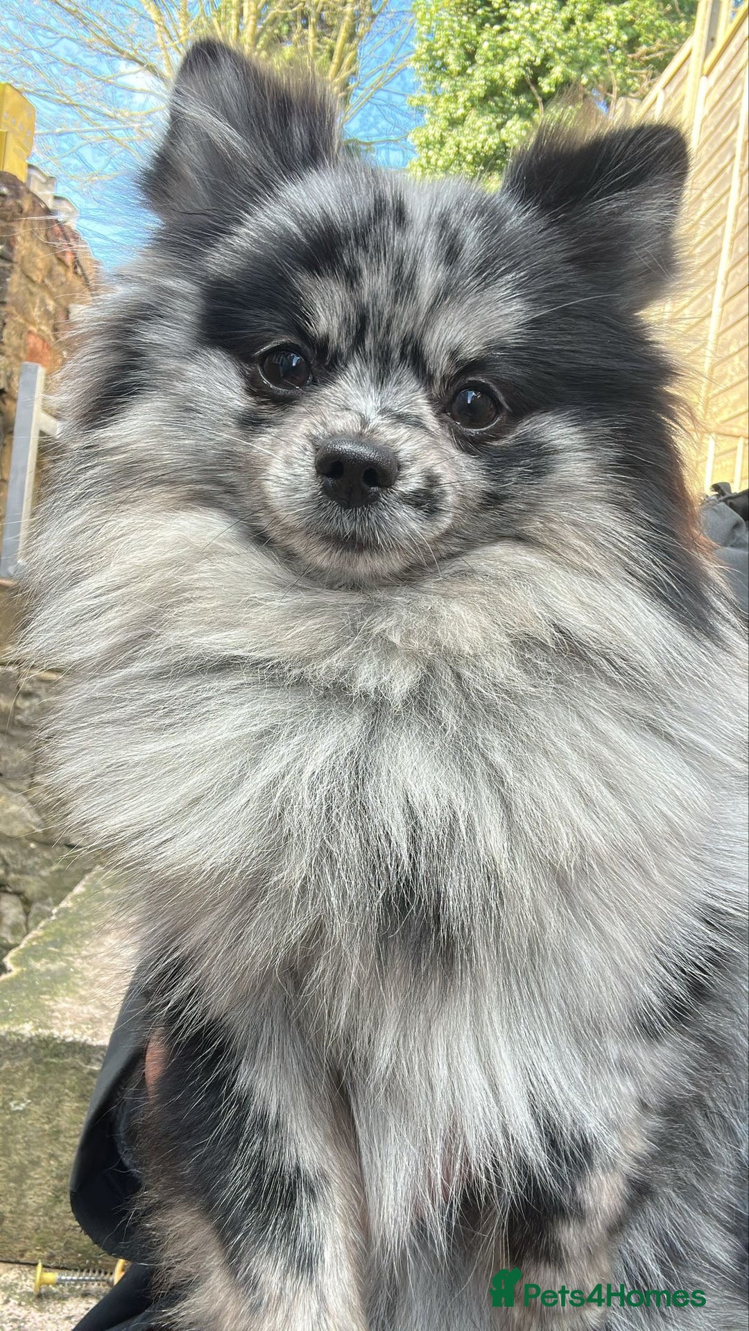 Pomeranian dogs for sale: ✨Tiny Teddy Face 🐻 KC Registered Parents ✨ - Image 14