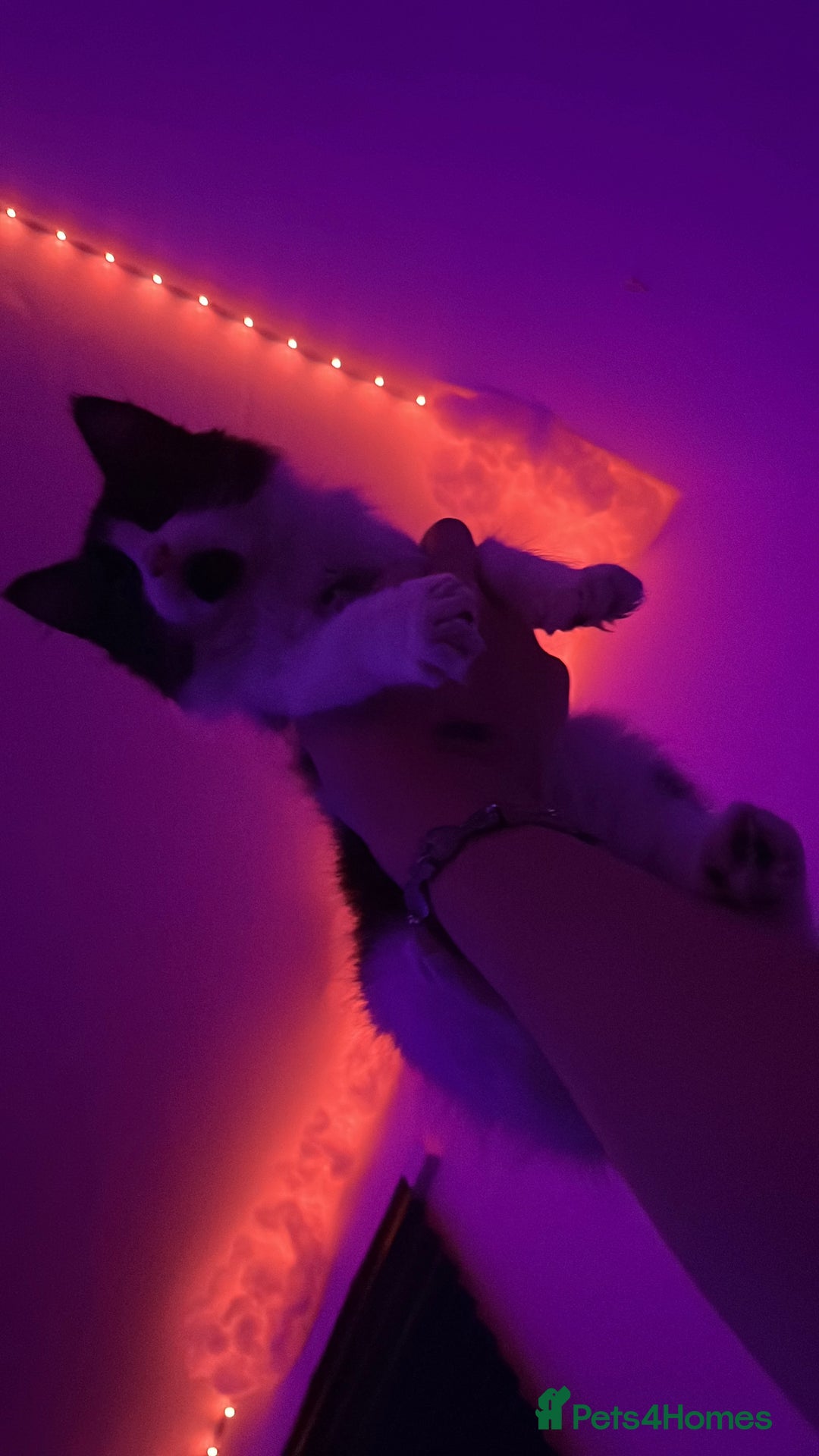 Mixed Breed cats for sale: 6 beautiful and playful kittens for sale SE London - Image 4