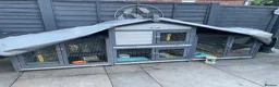 Rex rabbits for sale: Loving home needed for three beautiful bunnies 🐰  - Advert 15