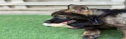 German Shepherd dogs for sale: Exceptional KC Reg Czech Working Line GSD Puppies - Advert 16