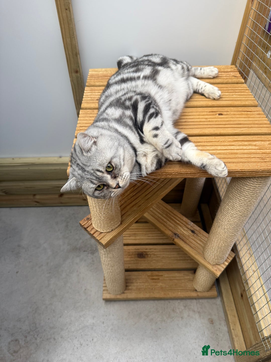 British Shorthair cats for sale: British shorthair  - Image 2