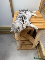 British Shorthair cats - Advert 2